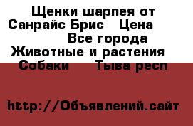 Щенки шарпея от Санрайс Брис › Цена ­ 30 000 - Все города Животные и растения » Собаки   . Тыва респ.